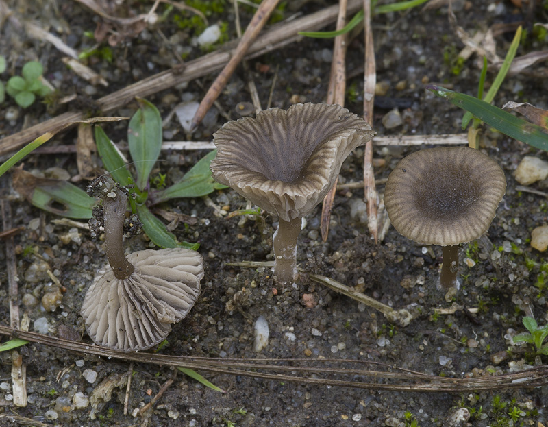 Omphalina obscurata